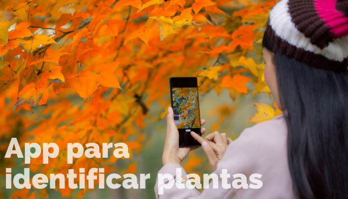 como identificar plantas pelo celular